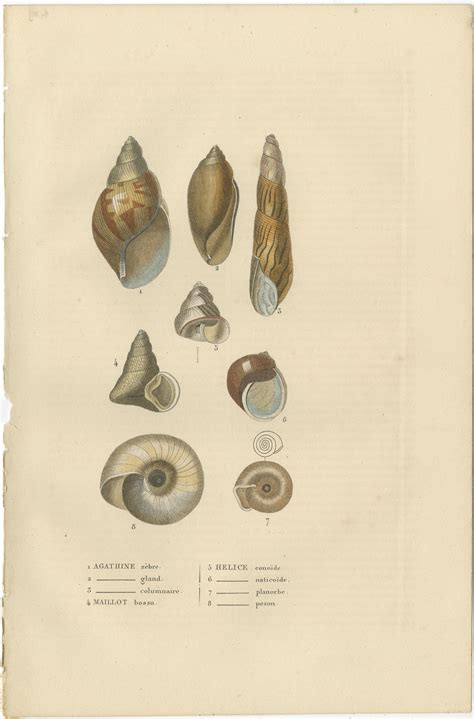 Sea Splendor: A Tapestry of Marine Life in the Mid-19th Century, 1845 For Sale at 1stDibs