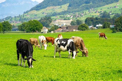 Premium Photo | Cattle cow grazing on farmland Grazing Cows in a Meadow ...