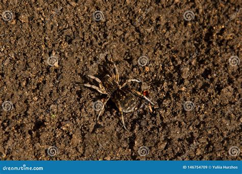 Bouncing Spider Tarantula Digs a Hole in the Ground. Wolf Spider Nest ...