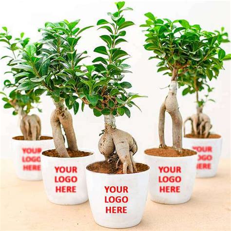Buy Plants As Return Gifts online from Nurserylive at lowest price.