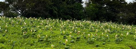 Kas Plateau Committee Website