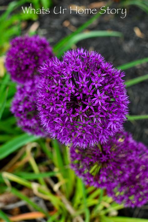 Small Purple Flower Weeds In Lawn