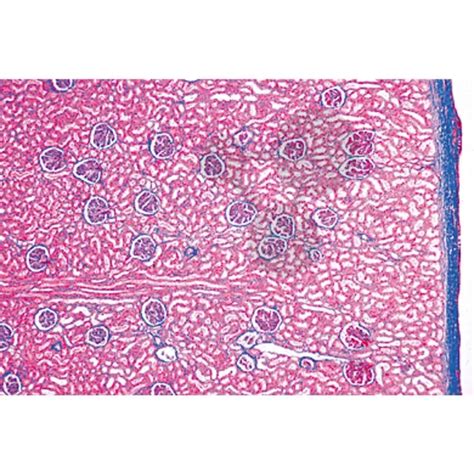 Histologie: Ausscheidungsorgane 6 Mikropräparate