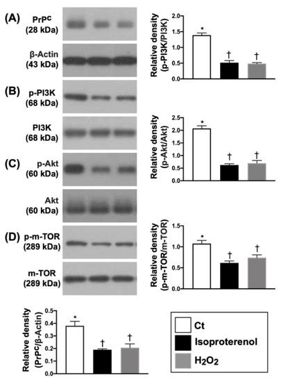Cellular Prion Protein Is Essential for Myocardial Regeneration but Not ...