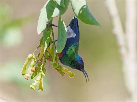 Arabian sunbird | BirdForum