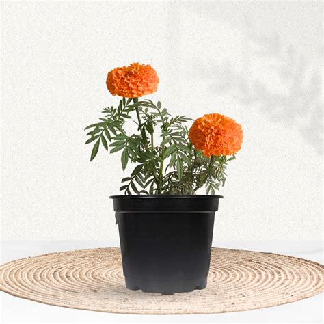 African Marigold - Orange – Gardengram