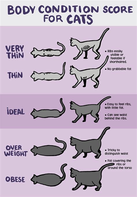 Cat Weight Chart: Helping your cat lose weight - JollyPetsLife