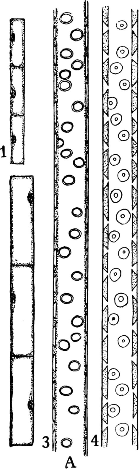 Xylem Development 1 Vintage Illustration Drawing White Xylem Vector, Drawing, White, Xylem PNG ...