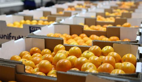 South Africa's agricultural exports hit record R255bn as trade tensions loom - exports of africa