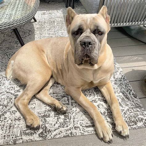 What Is The Rarest Cane Corso Color at Russell Romine blog