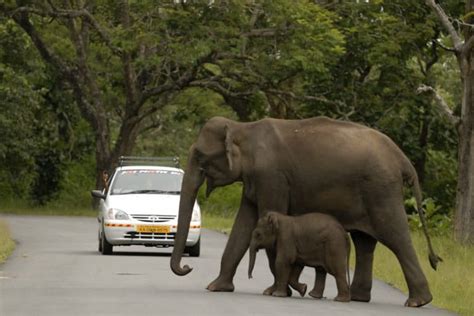India’s environment ministry wants to reduce human-elephant conflict by ...