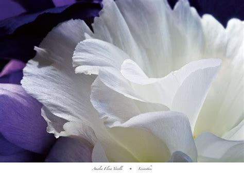 Lisianthus by Amalia Elena Veralli - 26 X 36 Inches (Art Print ...