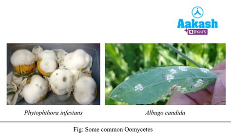 Fungi: Reproduction, Classification & Economic Importance | AESL