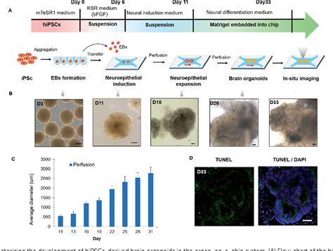 Brain Processing Unit 的图像结果