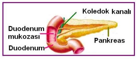 Bağırsak Nedir - Bağırsakların Yapısı ve Görevleri
