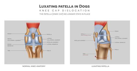 Luxating patella treatment online