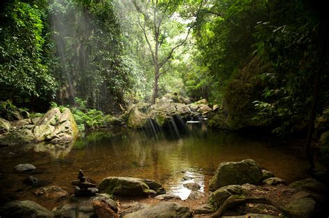 Daintree Rainforest