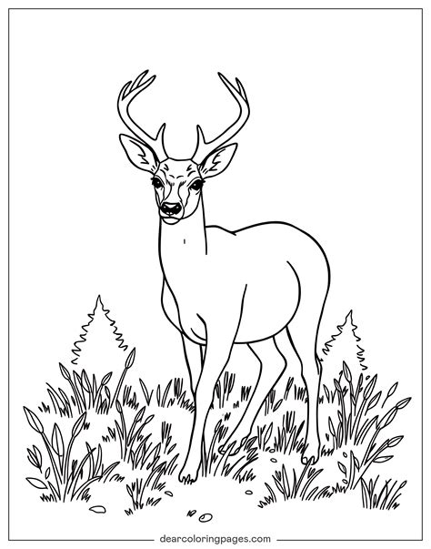 Deer Coloring Sheet