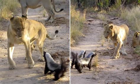 Honey Badger Vs Lion Testicles