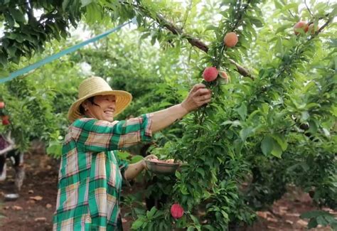 河南淅川：做优林果产业 助力乡村振兴 - 中国日报网