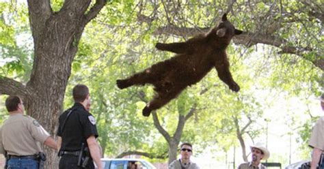 Image result for Bears Falling From Cliffs
