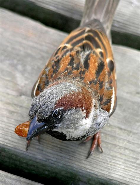 Image result for Mouse Bucket Device