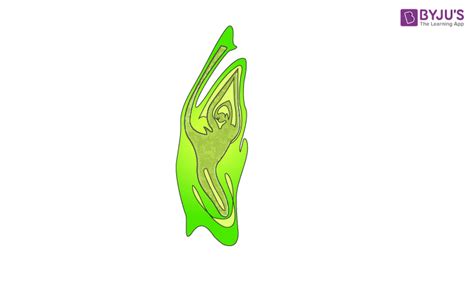 Image result for Bio Chapter 2 Class 12