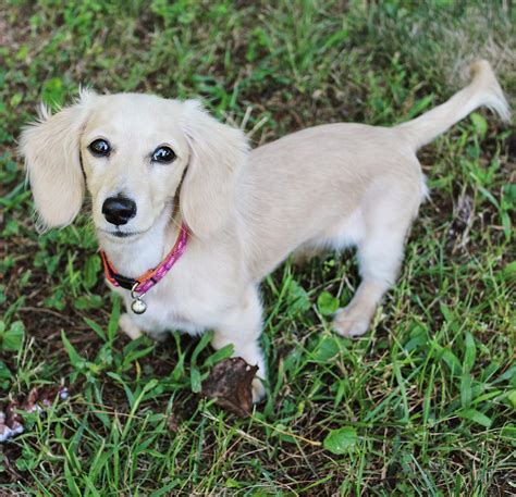 Cream of the Crop: Exploring the World of English Cream Dachshunds ...