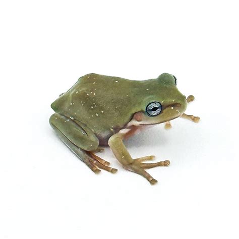 Snowflake Dumpy Tree Frog 的图像结果