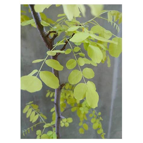 Robinia pseudoacacia 'Frisia' | Seeding