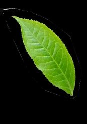 Tea Processing and Production Steps | DipTea - Coffee and Tea Journal