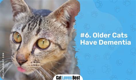 Image result for Cat Stack Sticker