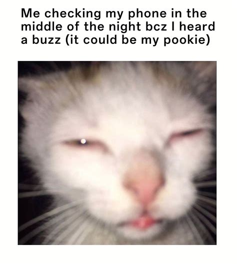Squinting cat meme checking phone in the middle of night after hearing ...