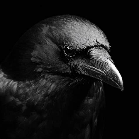 Raven Cosplay Flow 的图像结果