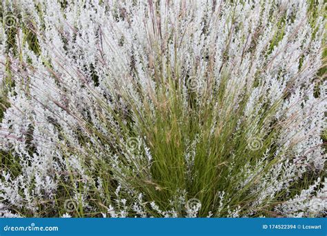 Closeup of Indigenous Grass and Plants of South Africa Stock Photo ...