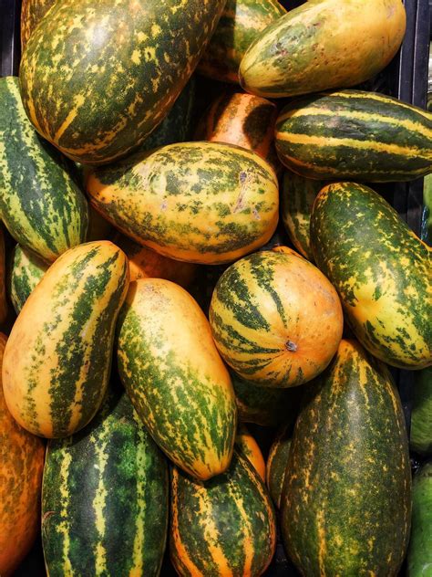 A grade of fresh organic sapo melon,santa claus melon 22774758 Stock ...