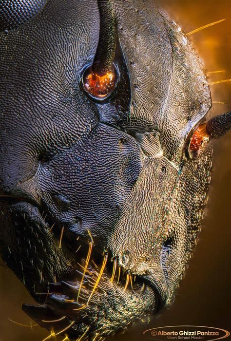 An Ant’s Face From An Electronic Microscope. : r/BeAmazed
