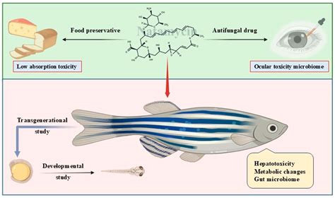 Natamycin in Food and Ophthalmology: Knowledge Gaps and Emerging ...