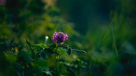Purple Flower Plant Green Leaves Blur Bokeh Background HD Flowers ...