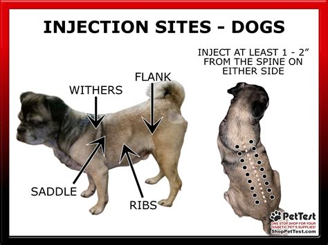 When To Give Insulin To A Dog