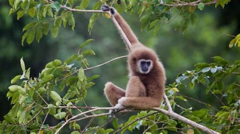 Gibbon - The National Parks of India