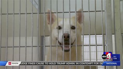 152 dogs rescued from ‘extremely poor’ conditions in Ogden home – ABC4 Utah