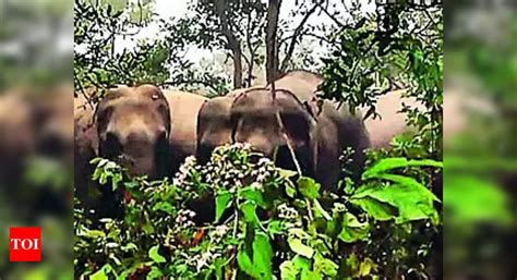 Elephants: Quick response teams deployed in Ramgarh to monitor elephant ...