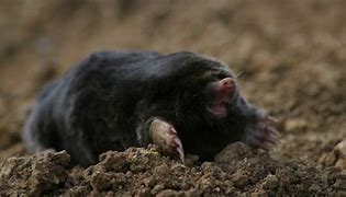 Image result for Mole