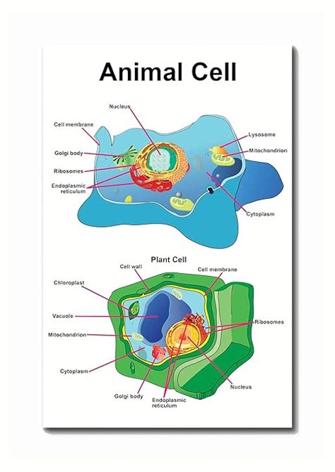 Tamatina Wall Posters | Educational Posters | Biology | Anatomy ...