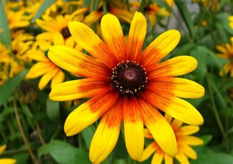 ルドベキア ヒルタ に対する画像結果