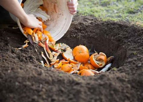 Image result for Directly Composting with PVC Pipes
