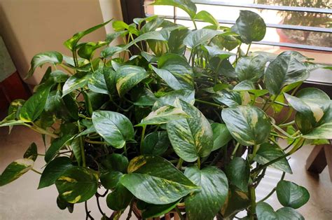 Devil's Ivy Care: How To Keep Your Pothos Happy And Healthy