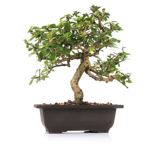Bonsai Carmona – Mature 8-Year Flowering Bonsai