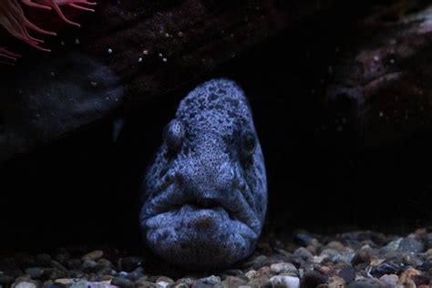 60 best u/camallanus images on Pholder | Aquariums, Shrimptank and Goldfish